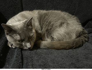 my cat Jane
