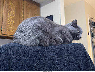 my cat Jane
