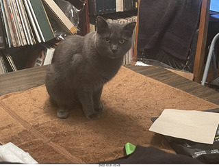 my cat Jane