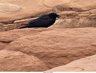 144 a1n. Arches National Park - Delicate Arch area + raven