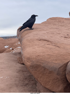 145 a1n. Arches National Park - Delicate Arch area + raven