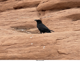 151 a1n. Arches National Park - Delicate Arch area + raven