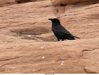 153 a1n. Arches National Park - Delicate Arch area + raven