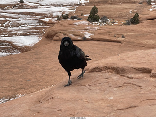 155 a1n. Arches National Park - Delicate Arch area + raven