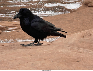 160 a1n. Arches National Park - Delicate Arch area + raven