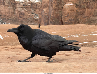 162 a1n. Arches National Park - Delicate Arch area + raven