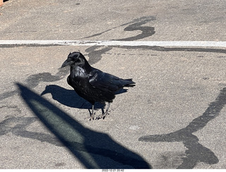130 a1n. Utah - Canyonlands - raven
