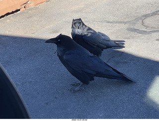 138 a1n. Utah - Canyonlands - ravens