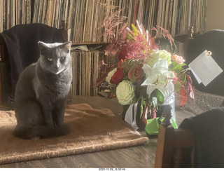 my cat Jane