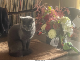 my cat Jane on a chair