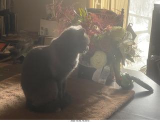 my cat Jane on a chair