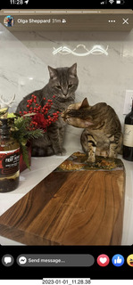 cat Pickle
