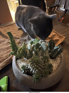 my cat Jane