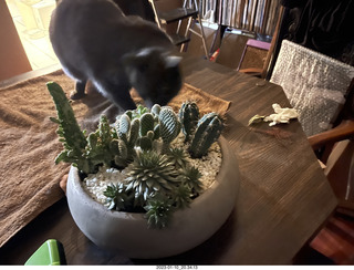 my cat Jane