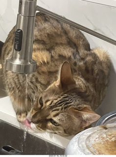 cat Pickle