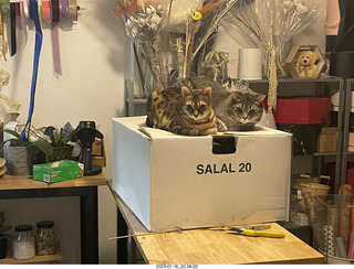cats Pickle and Potato and flower stuff