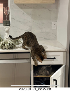 cat Pickle drinking from sink faucet