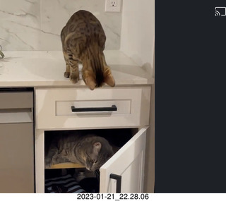 cat Potato in a cabinet with cat Pickle