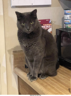 my cat Devin