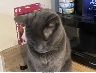 my cat Devin