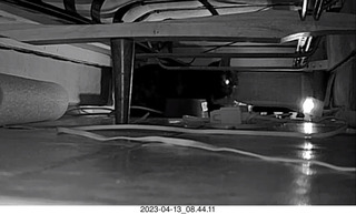 my cat Miss Pris in the dark under the sofa