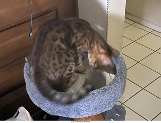 cat Potato in a cabinet