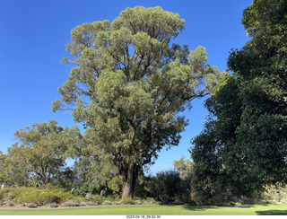 22 a1s. Astro Trails - Perth tour - botanical park