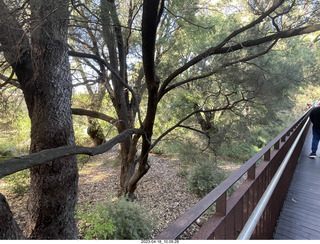 54 a1s. Astro Trails - Perth tour - Australian Botanical Garden - aerial walkway