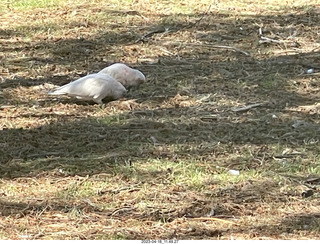 105 a1s. Astro Trails - Perth tour - birds