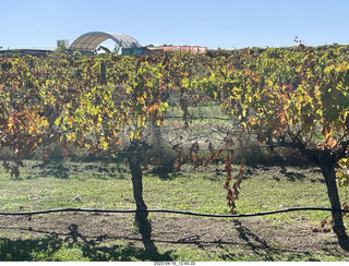 73 a1s. Astro Trails - wine-tasting tour - trees