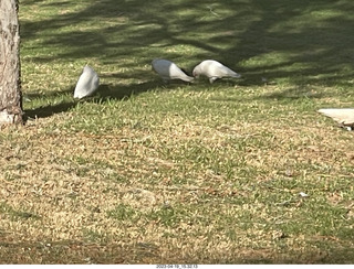 96 a1s. Astro Trails - wine-tasting tour - cockatoo birds