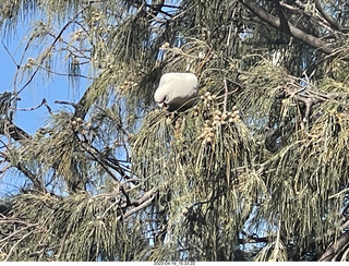 98 a1s. Astro Trails - wine-tasting tour - cockatoo bird