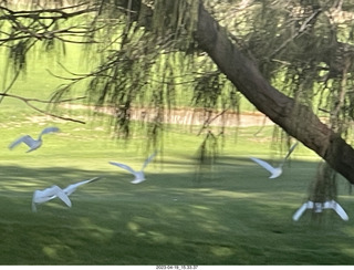 101 a1s. Astro Trails - wine-tasting tour - cockatoo birds in flight