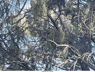 103 a1s. Astro Trails - wine-tasting tour - cockatoo bird hard to see in tree