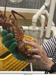 97 a1s. Astro Trails - Australia - lobsters tour