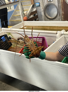 107 a1s. Astro Trails - Australia - lobsters tour