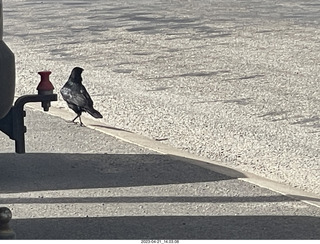 119 a1s. Astro Trails - Australia - lobsters - bird