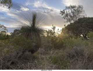 245 a1s. Astro Trails - Australia - driving - plant with sexy name