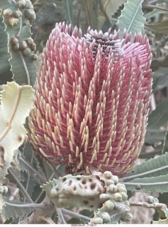 251 a1s. Astro Trails - Australia - rest stop - fruit