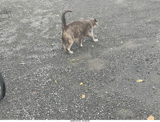41 a1s. New Zealand driving to thermal hot springs near Rotorua- cat