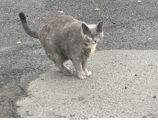 42 a1s. New Zealand driving to thermal hot springs near Rotorua - cat