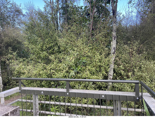 38 a1s. New Zealand - dam opening walk