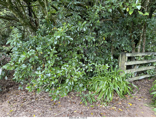 35 a1s. New Zealand - bush preserve