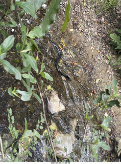 112 a1s. New Zealand - Spellbound Glowworm & Cave Tours - down to the cave - eel in the creek