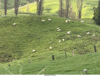 208 a1s. New Zealand - Spellbound Glowworm & Cave Tours - sheep