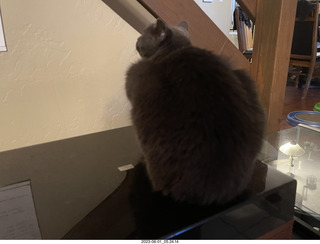 my cat Jane on my middle-room table with floral arrangement
