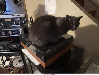 my cat Jane on my middle-room table with floral arrangement