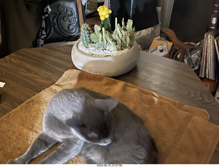 my cat Jane and my new-plants cactus planter