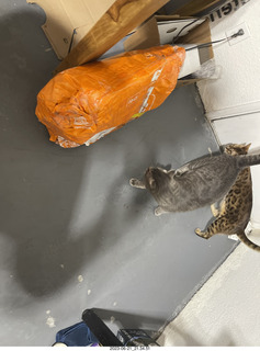 cat Potato in a cabinet with cat Pickle