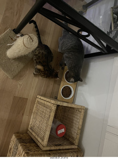 cat Potato in a cabinet with cat Pickle